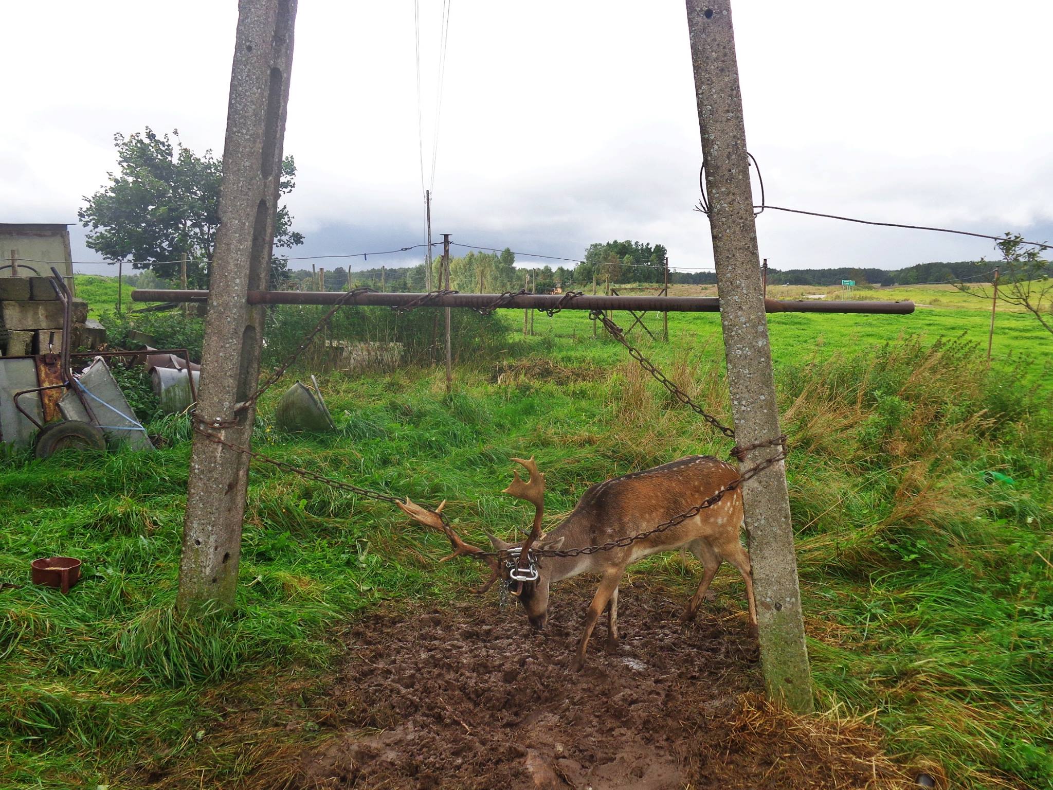 Ogólnopolskie Towarzystwo Ochrony Zwierząt Animals, daniel, znęcanie się na zwierzętami, pomorze, gmina szumud