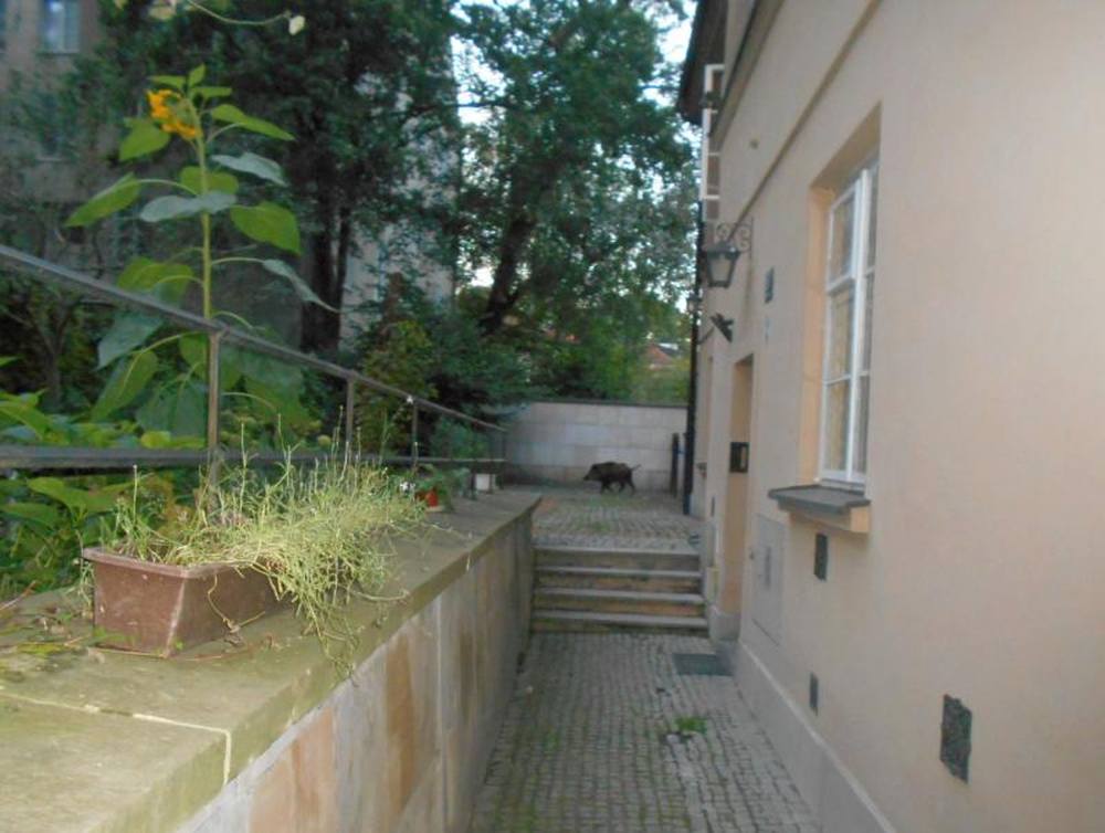 dziki w Warszawie, straż miejska, dzik, Warszawa, dzik w stolicy