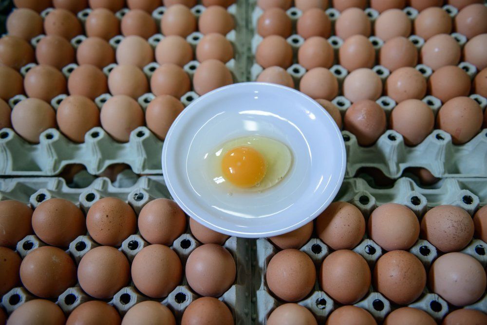 jaja skażone fipronilem, fipronil, skażone jaja, skażony drób, Paweł Niemczuk, Główny Lekarz Weterynarii