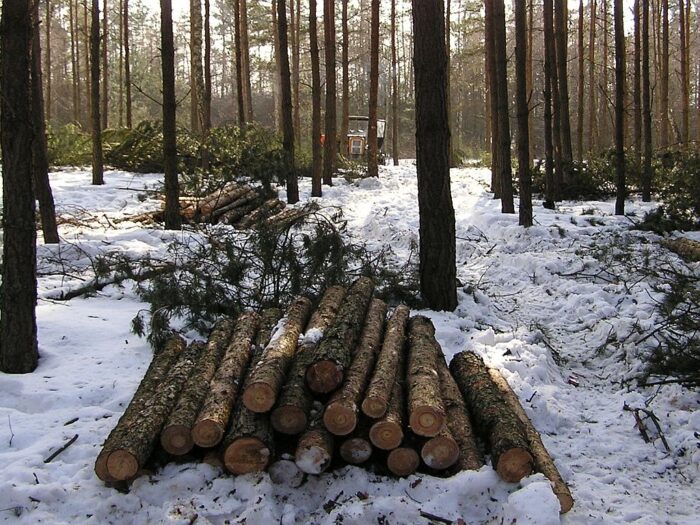 lasy państwowe, korupcja, podleśniczy, opolszczyzna, namysłów