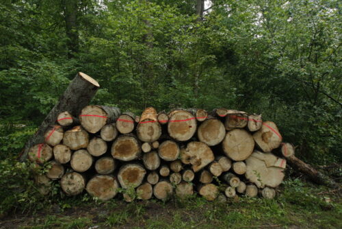 puszcza białowieska, wycinka puszczy białowieskiej, jan szyszko, ministerstwo środowiska, trybunał sprawiedliwości ue