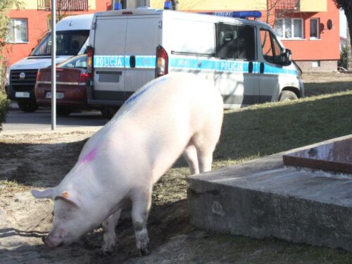 łuków, lubelszczyzna, ucieczka świń z zagrody, policja, trzoda chlewna
