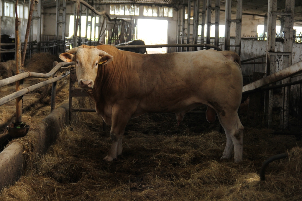 blonde d'aquitaine, bydło mięsne, wołowina, Francja