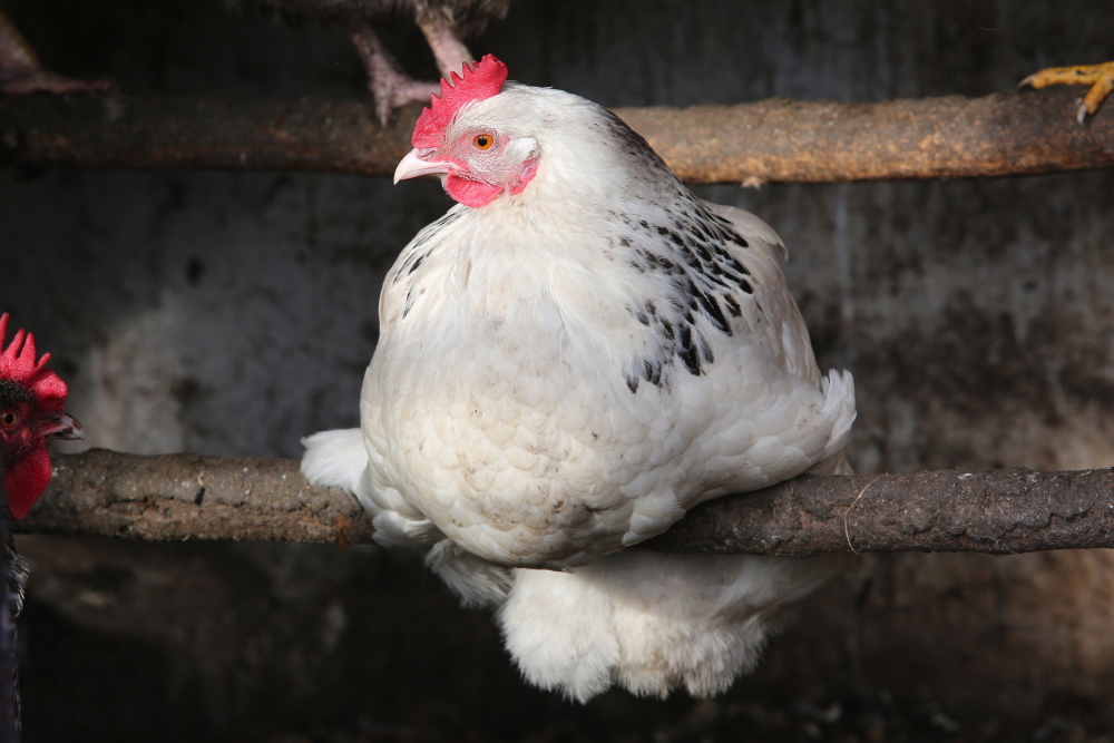 salmonella, drób, hodowla drobiu, ministerstwo rolnictwa, rysard zarudzki, sejmowa komisja rolnictwa