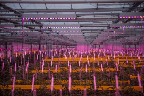 oświetlenie LED w szklarni, Signify, Philips Lighting, Gospodarstwo Ogrodnicze Łukasz Budyta, uprawa pomidora malinowego