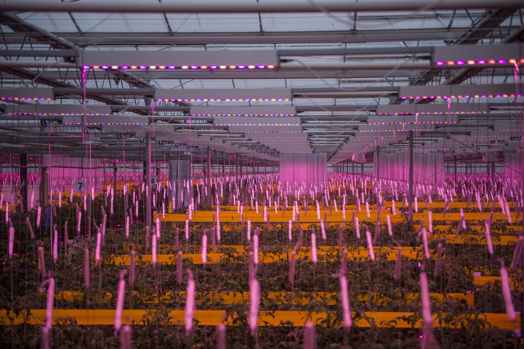 oświetlenie LED w szklarni, Signify, Philips Lighting, Gospodarstwo Ogrodnicze Łukasz Budyta, uprawa pomidora malinowego