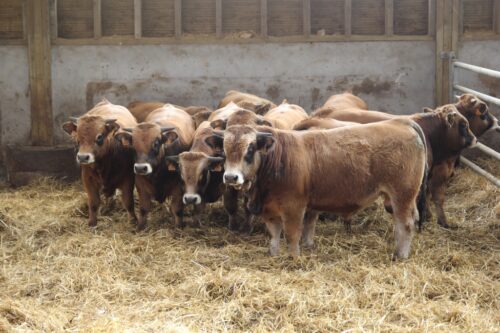 Ustawa o ochronie zwierząt, organizacje prozwierzęce, hodowcy zwierząt, zwierzęta hodowlane, obrońcy praw zwierząt