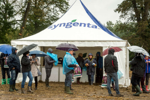Pola Klasy S Syngenty, Cykowo, kukurydza
