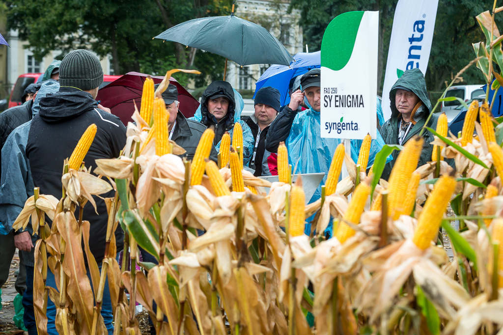 Pola Klasy S Syngenty, Cykowo, kukurydza