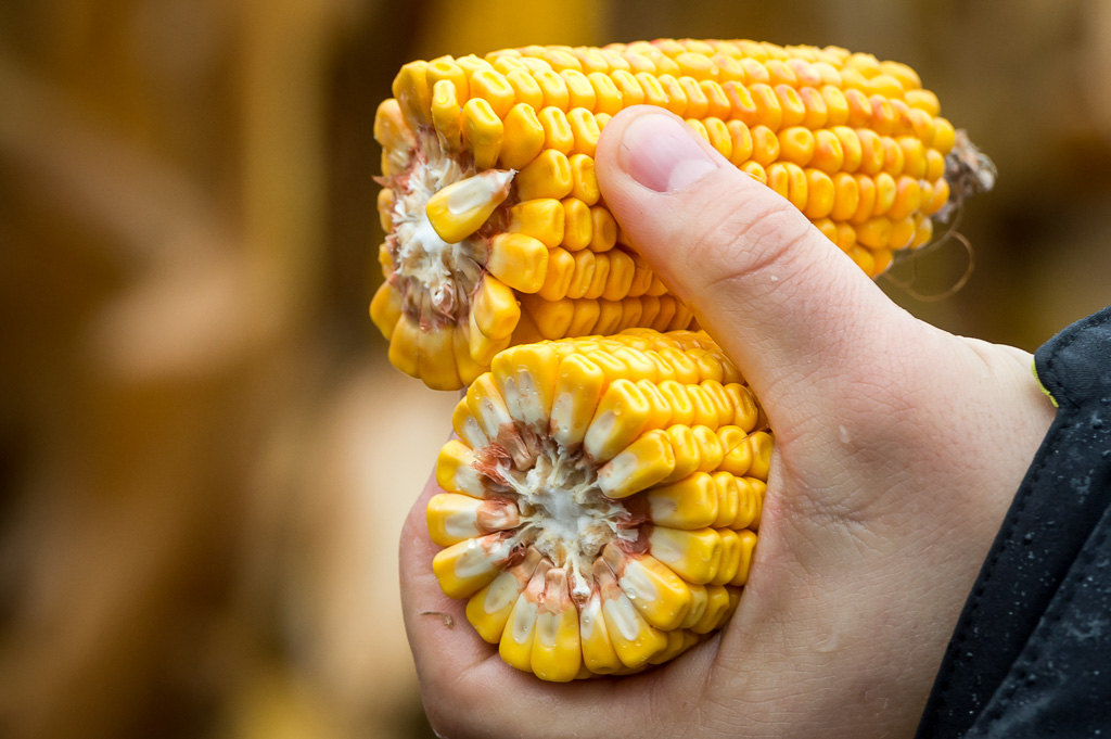 Pola Klasy S Syngenty, Cykowo, kukurydza