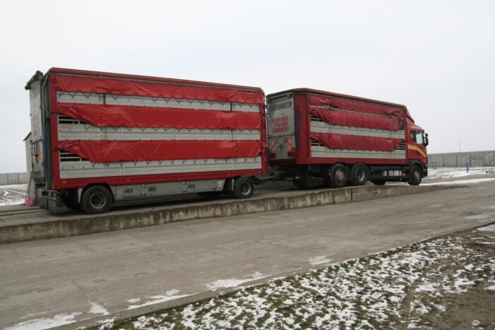 Najwyższa Izba Kontroli, NIK, ubój gospodarczy, przewóz i transport żywych zwierząt