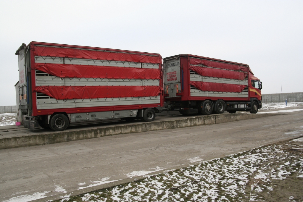 Najwyższa Izba Kontroli, NIK, ubój gospodarczy, przewóz i transport żywych zwierząt