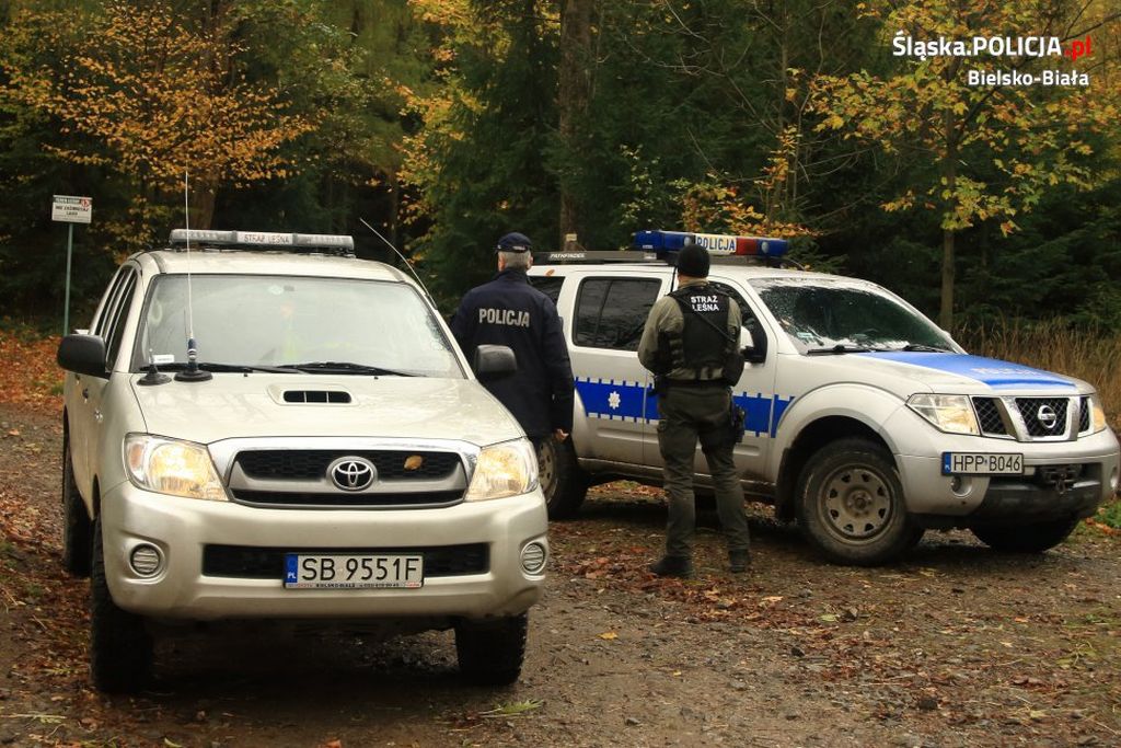 kradzież drewna z lasu, gmina Michałowo, powiat białostocki