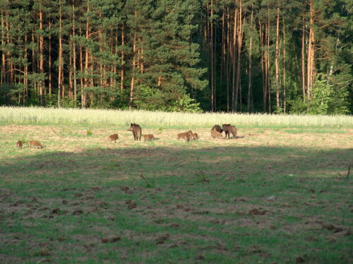 prawo łowieckie, szacowanie szkód łowieckich, sołtysi, ośrodki doradztwa rolniczego
