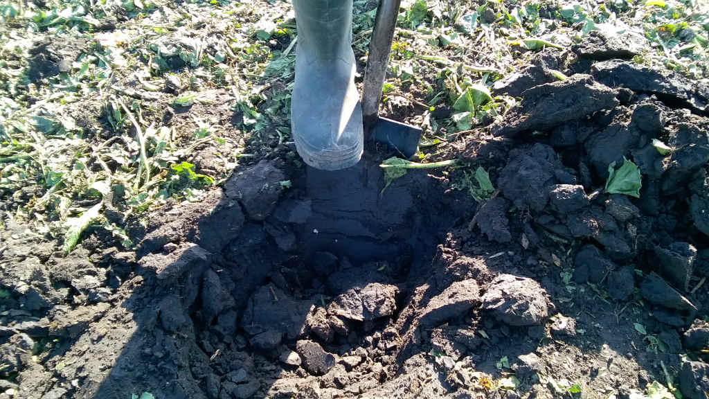 szkodniki glebowe, drutowce, pędraki, rolnice, zaprawianie, zwalczanie szkodników glebowych, poprawna agrotechnika