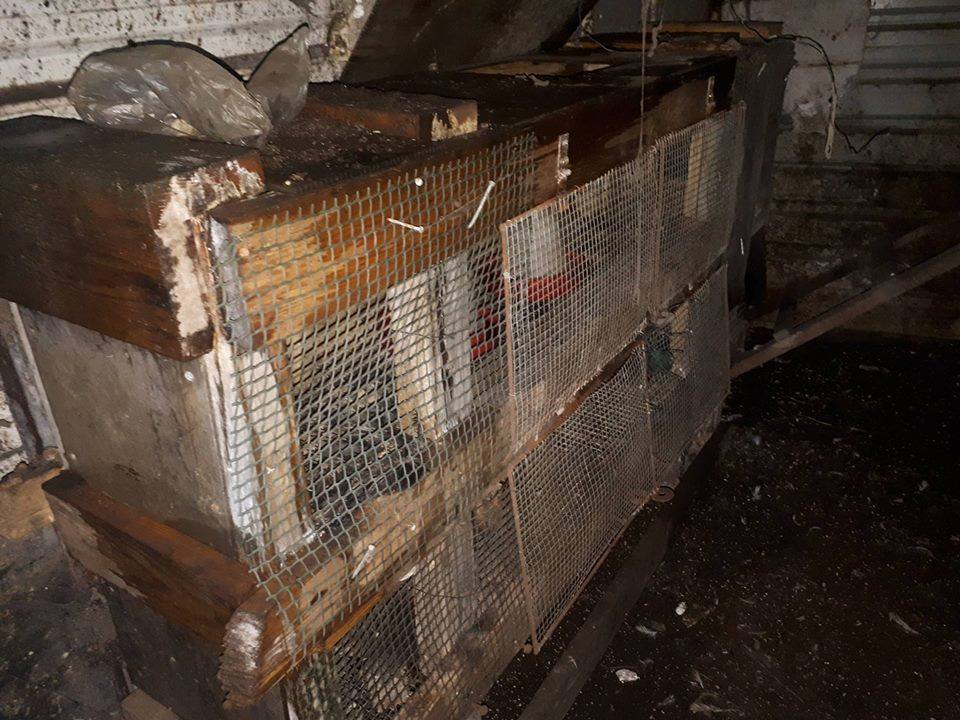 Fundacja NaszeZoo, Poznań, przestępstwo, policja, okrutne traktowanie zwierząt