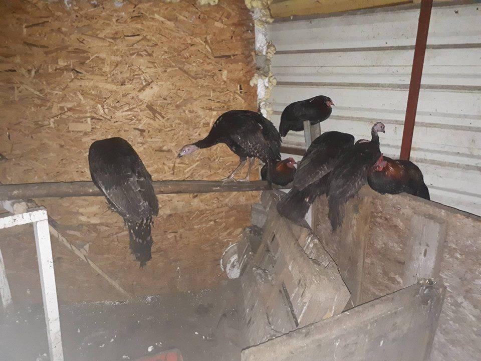 Fundacja NaszeZoo, Poznań, przestępstwo, policja, okrutne traktowanie zwierząt