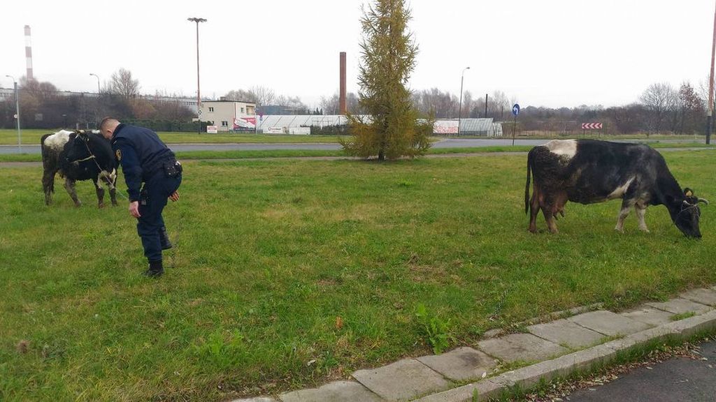 łódź, straż miejska, krowy, bydło w mieście, krowy zerwały się z łańcucha