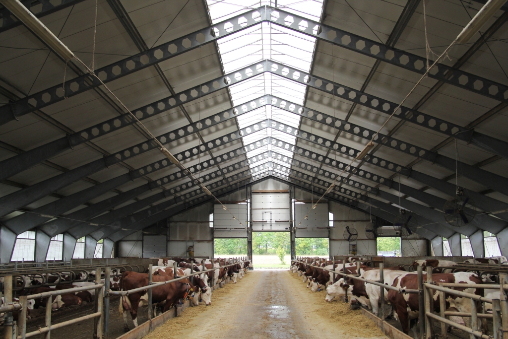montagro, montbeliarde, bydło mleczne, krowy rasy montbeliarde