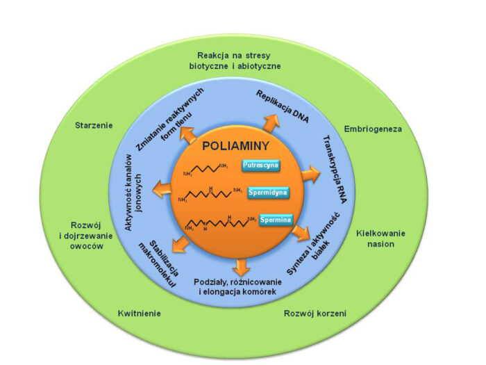 poliaminy