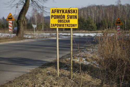 asf w polsce, walka z asf, warszawa, dziki chore na asf, Główny Lekarz Weterynarii, krzysztof jażdżewski