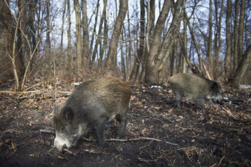 walka a asf w polsce, odstrzał dzików, polski związek łowiecki, mazowsze, Kampinoski Park Narodowy