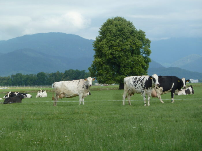 krowy, pastwisko, Słowenia