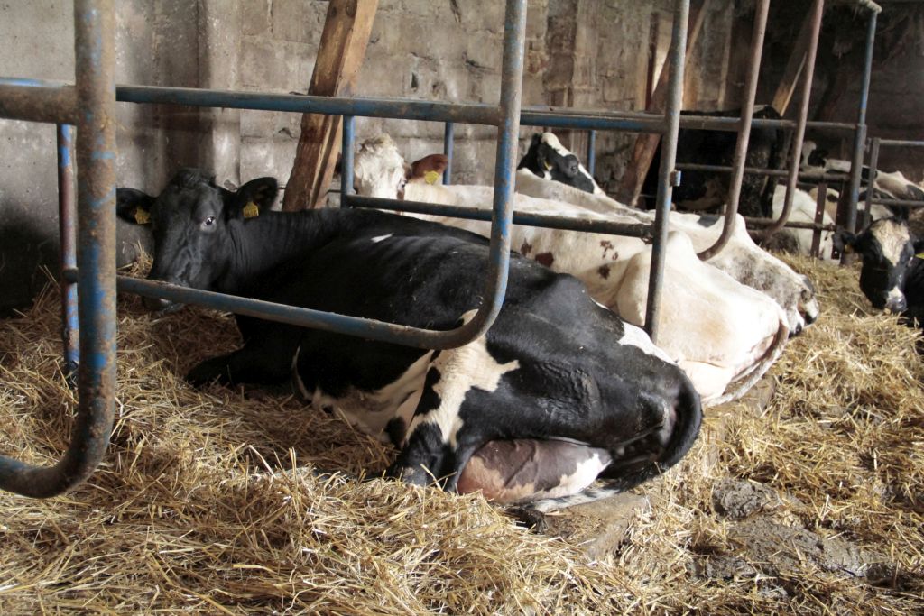 Książki leczenia stada, dokumentacja leczniczo-weterynaryjna, powiatowy lekarz weterynarii, zwierzęta hodowlane