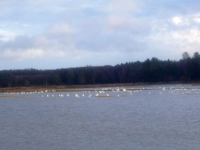 pola i łąki pod wodą, mazowsze, pomorze, gmina darłowo, mława, zalane pola