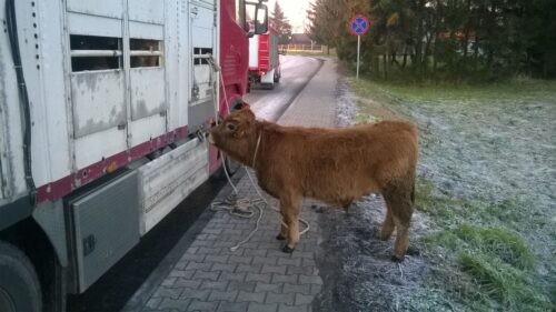transport bydła, bydło, Teratyn, Hrubieszów, lubelszczyzna, policja