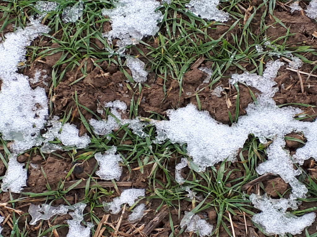 pszenica ozima, plantacja, Sahryń, grudzień