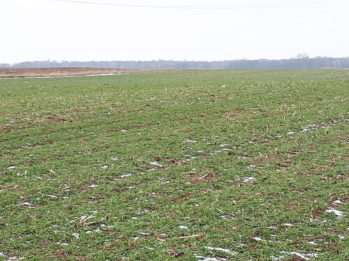 pszenica ozima, plantacja, Sahryń, grudzień