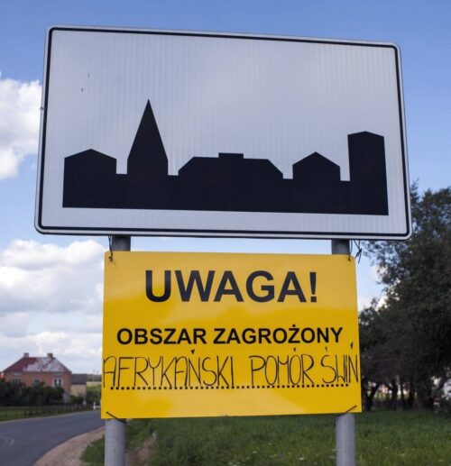 ASF, trzoda chlewna, świnie, dziki, szczepionka na ASF, afrykański pomór świń