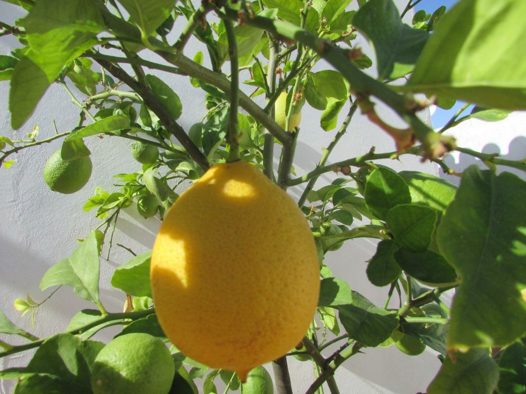 zbiory cytrusów, cytrusy, pomarańcze, mandarynki, cytryny, grejpfruty