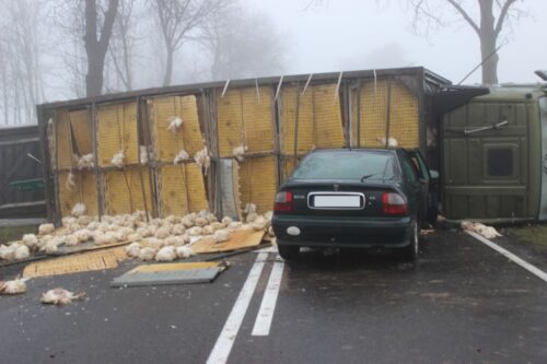 Kolonia Boćki, powiat bielski, podlasie, transport, brojlery na drodze