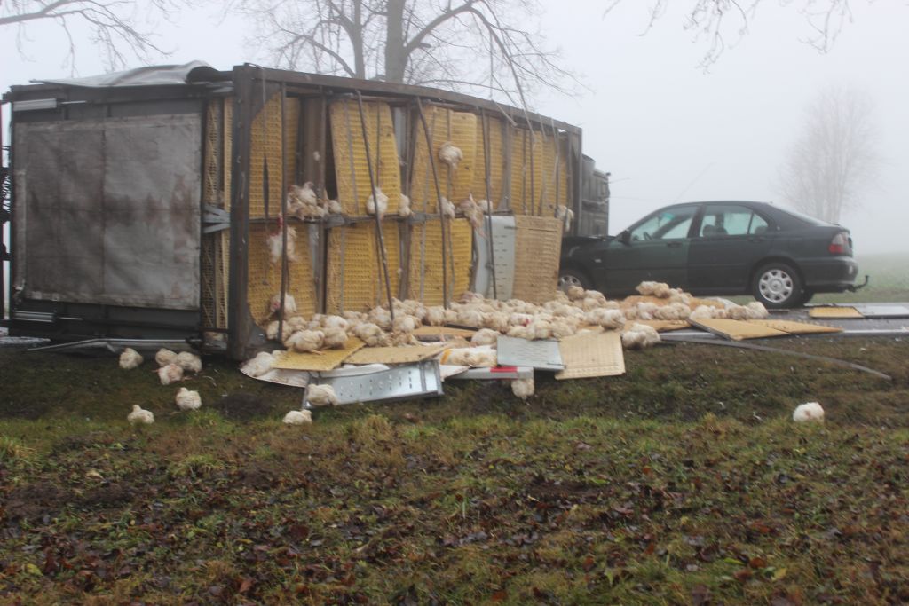 Kolonia Boćki, powiat bielski, podlasie, transport, brojlery na drodze