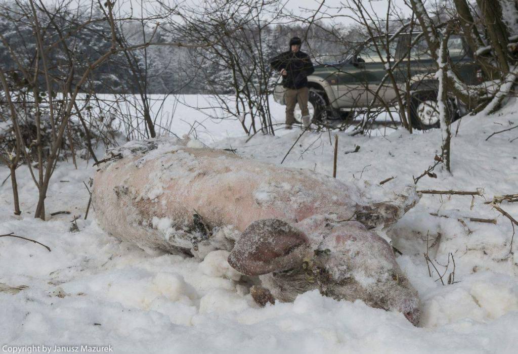 ASF, trzoda chlewna, afrykański pomór świń, padłe świnie w lesie