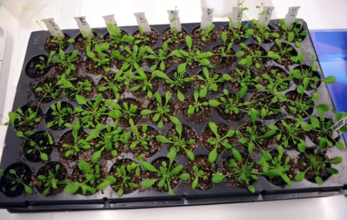 Agrotkanina BioEcoFab, agrotkanina, politechnika łódzka, wzrost roślin, Mirosława Prochoń
