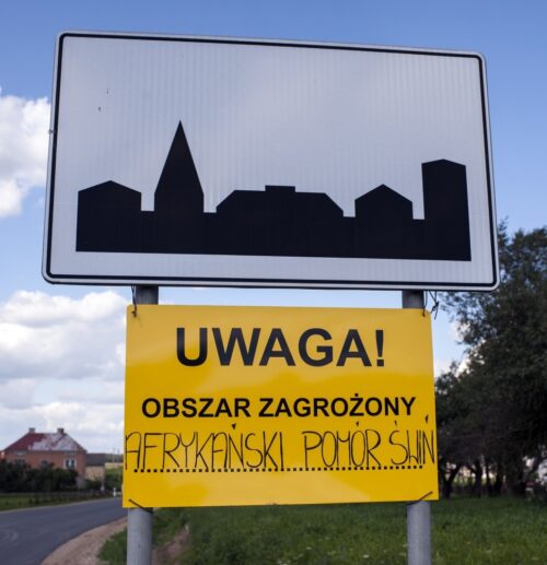 walka z asf w polsce, asf w polsce, budowa płotu na granicy, podlasie, sejmik województwa podlaskiego