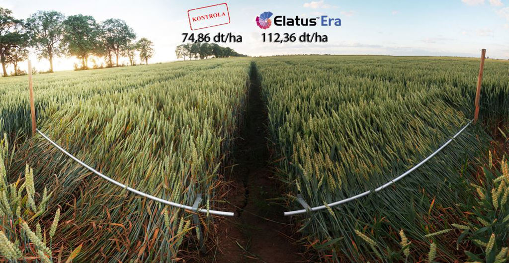 Elatus, pszenica, Syngenta