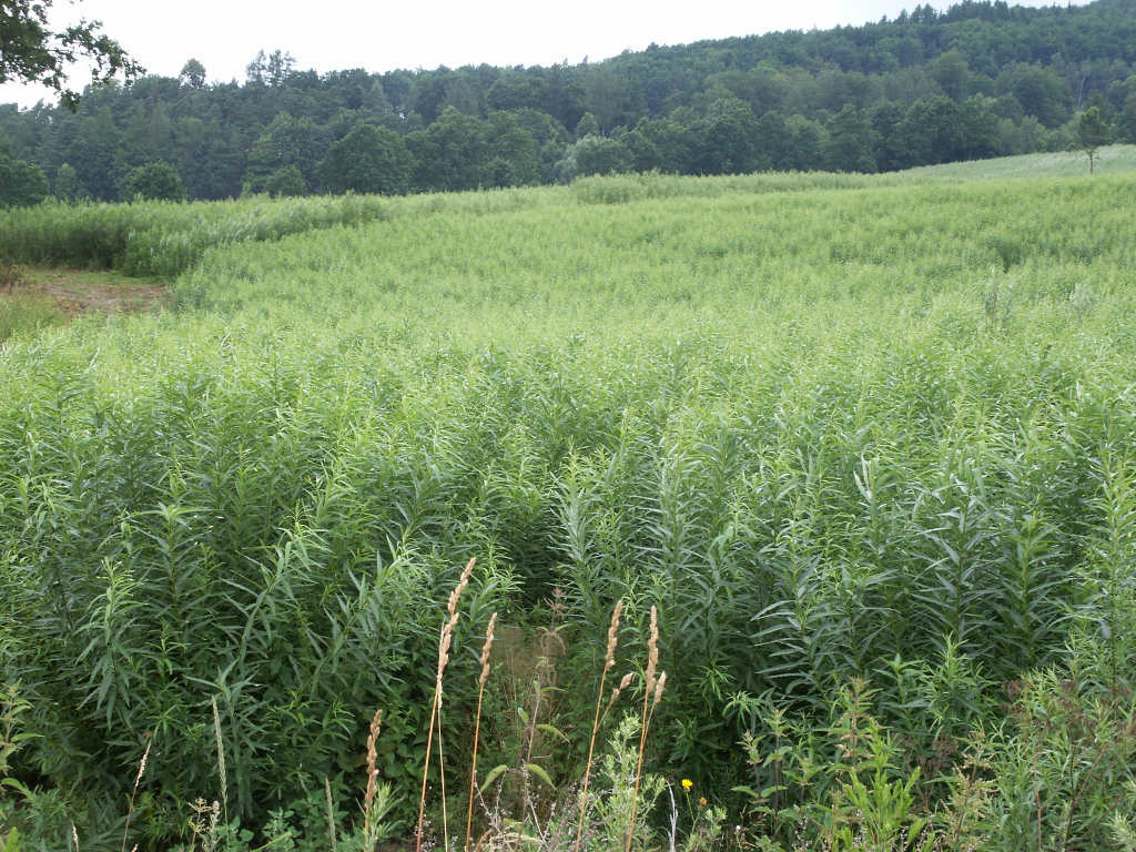 wierzba, plantacja