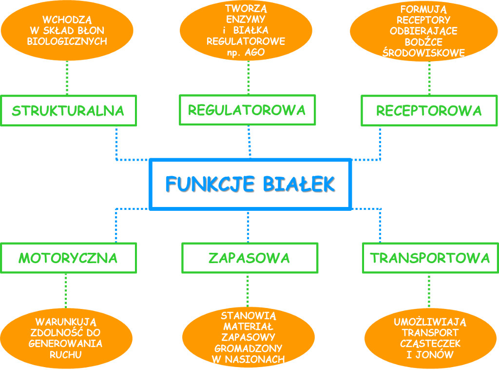 białka, funkcje