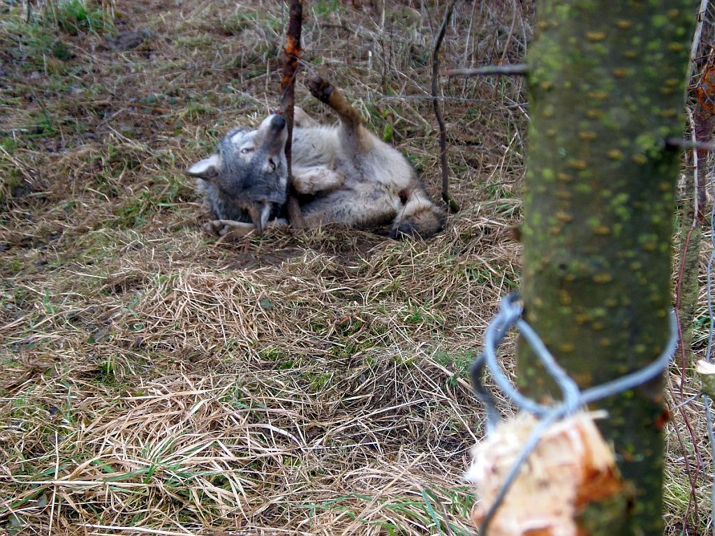 kłusownictwo, walka z kłusownikami, nielegalny połów ryb, nielegalne polowanie, policja, straż leśna