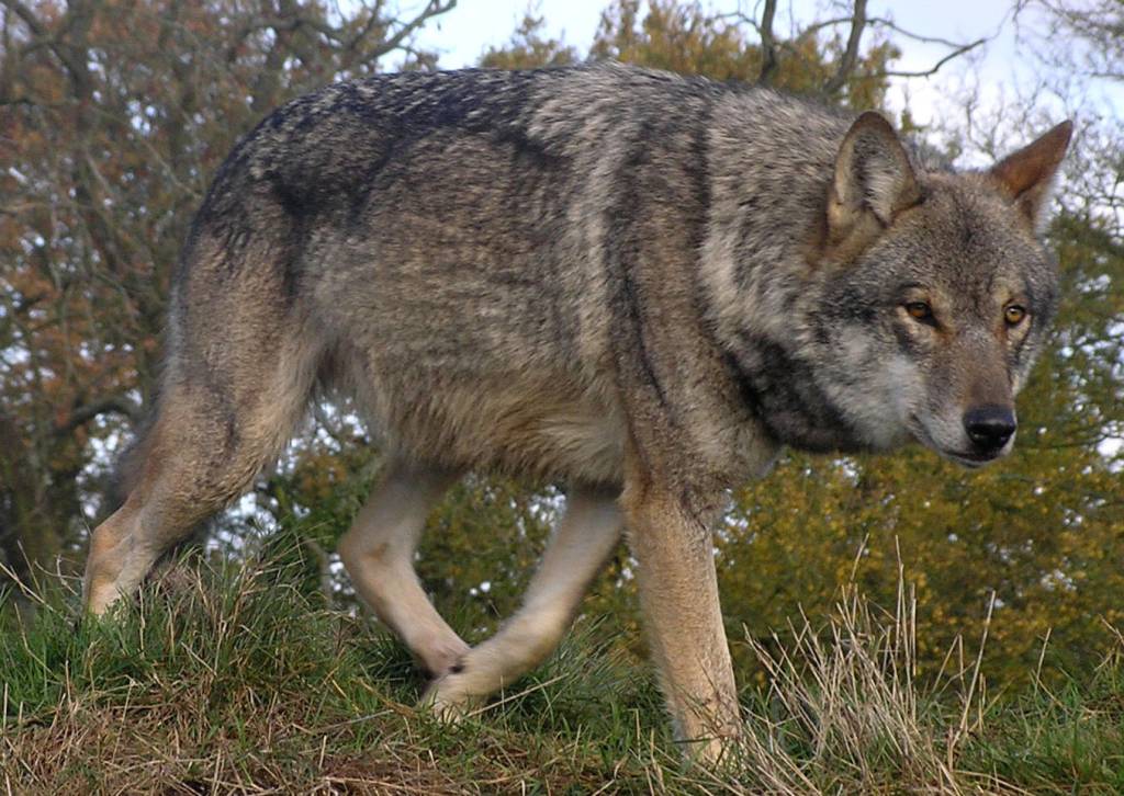 wilk, trzoda chlewna, dziki, ASF, wilki, wirus, zagrożenie ASF, KRIR