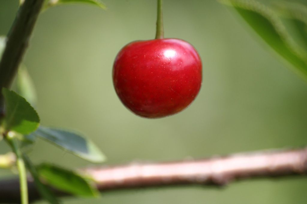 eksport mrożonych wiśni, mrożone wiśnie, wiśnie, produkcja wiśni, zbiory wiśni, przetwory z wiśni