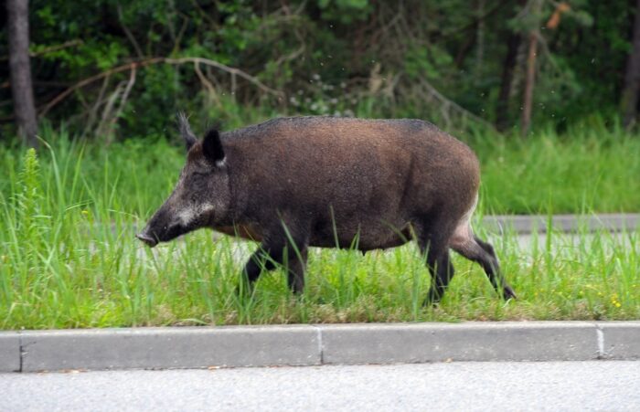 polski związek łowiecki, walka z asf, odstrzał dzików, chłodnie na dziki, NFOŚiGW