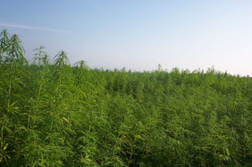 konopie, uniwersytet Przyrodniczy w Poznaniu, poznań, leczenie raka, kannabinoidy