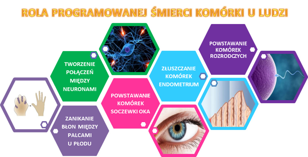 programowana śmierć komórki