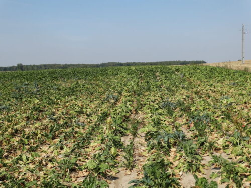 buraki cukrowe, susza, plantacje, Sahryń, Zamojszczyzna