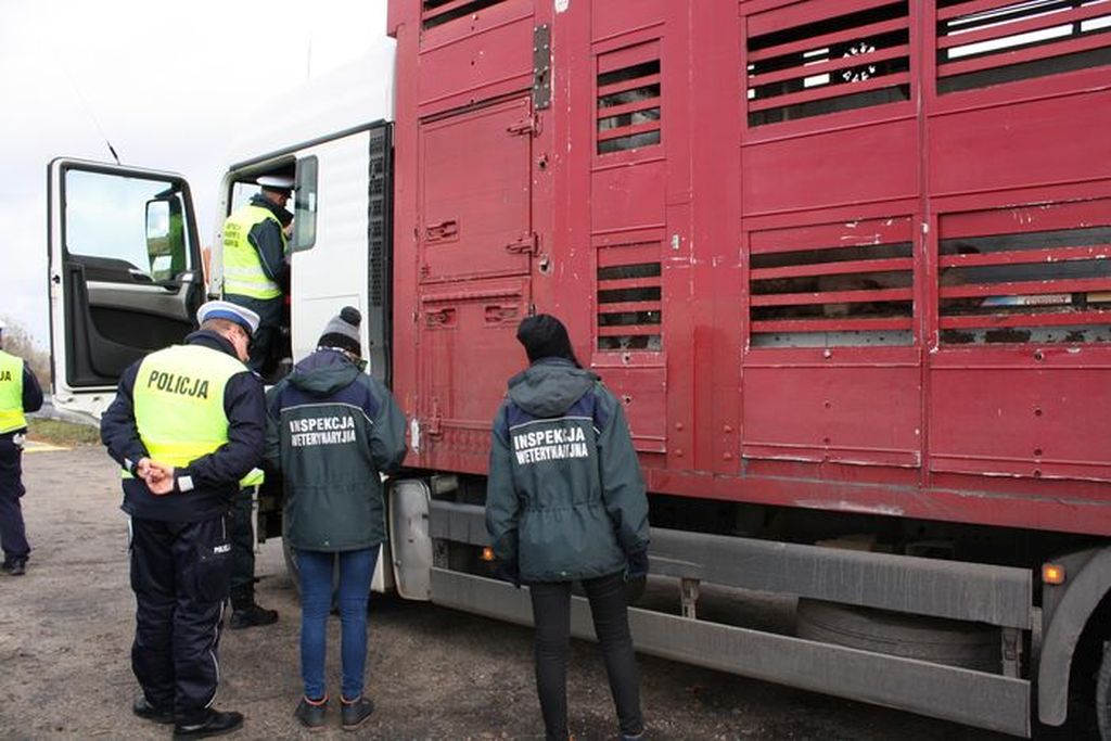 inspekcja weterynaryjna, walka z asf w polsce, Krajowa Izba Lekarsko-Weterynaryjna, krzysztof jurgiel